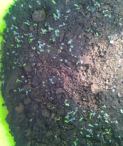 Петуния "Зимний шар" (11.02). Листайте далее.