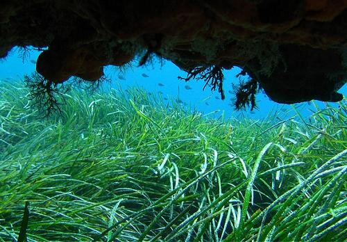 посидония океаническая