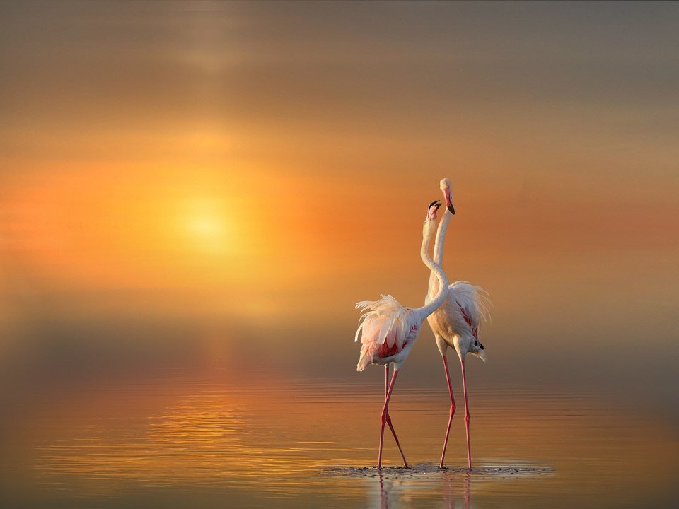 Из открытых источников интернета 