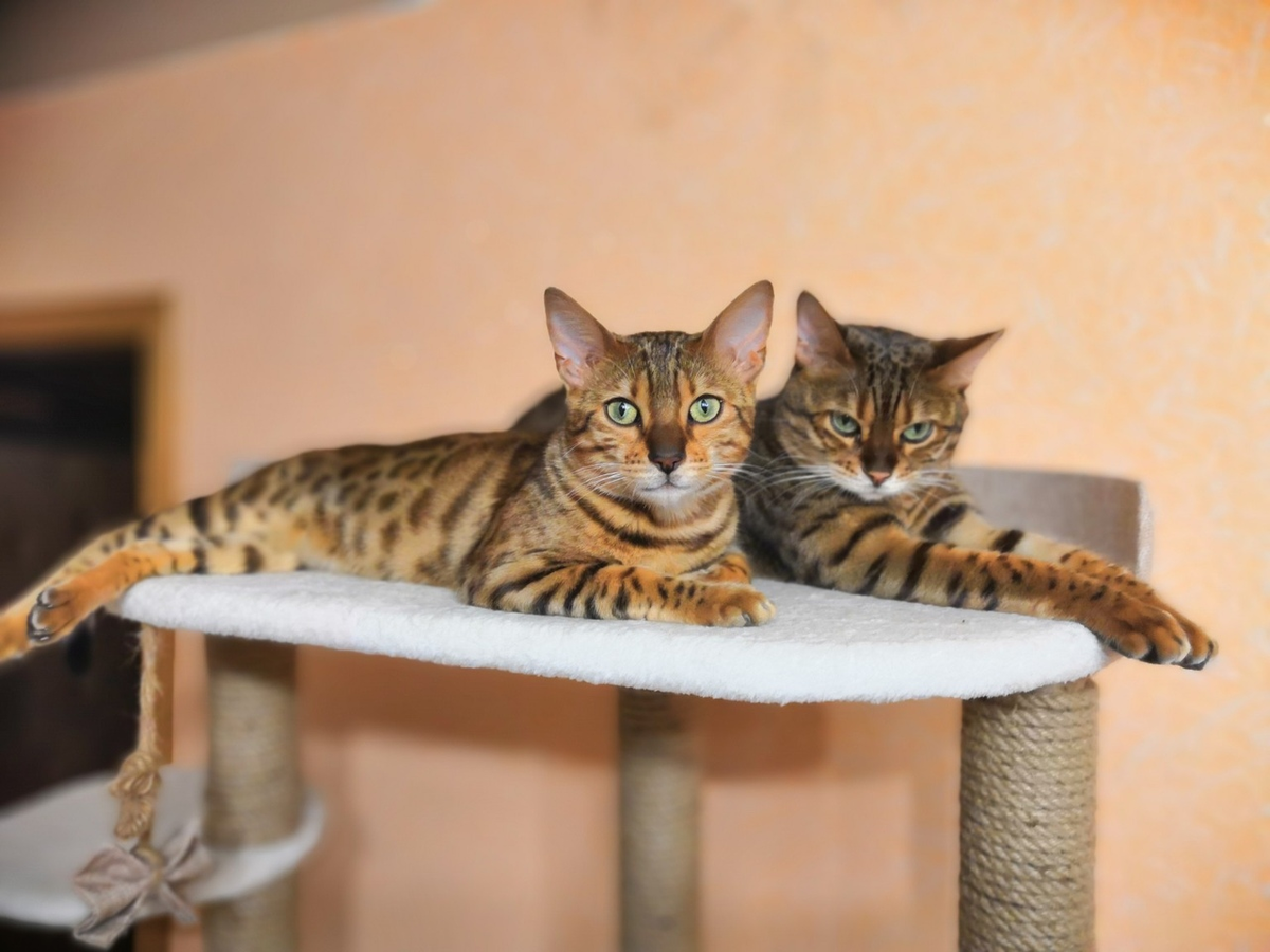 Дизайн интерьера: как сделать свой дом удобным для кошек! | Дядя Кот | Дзен