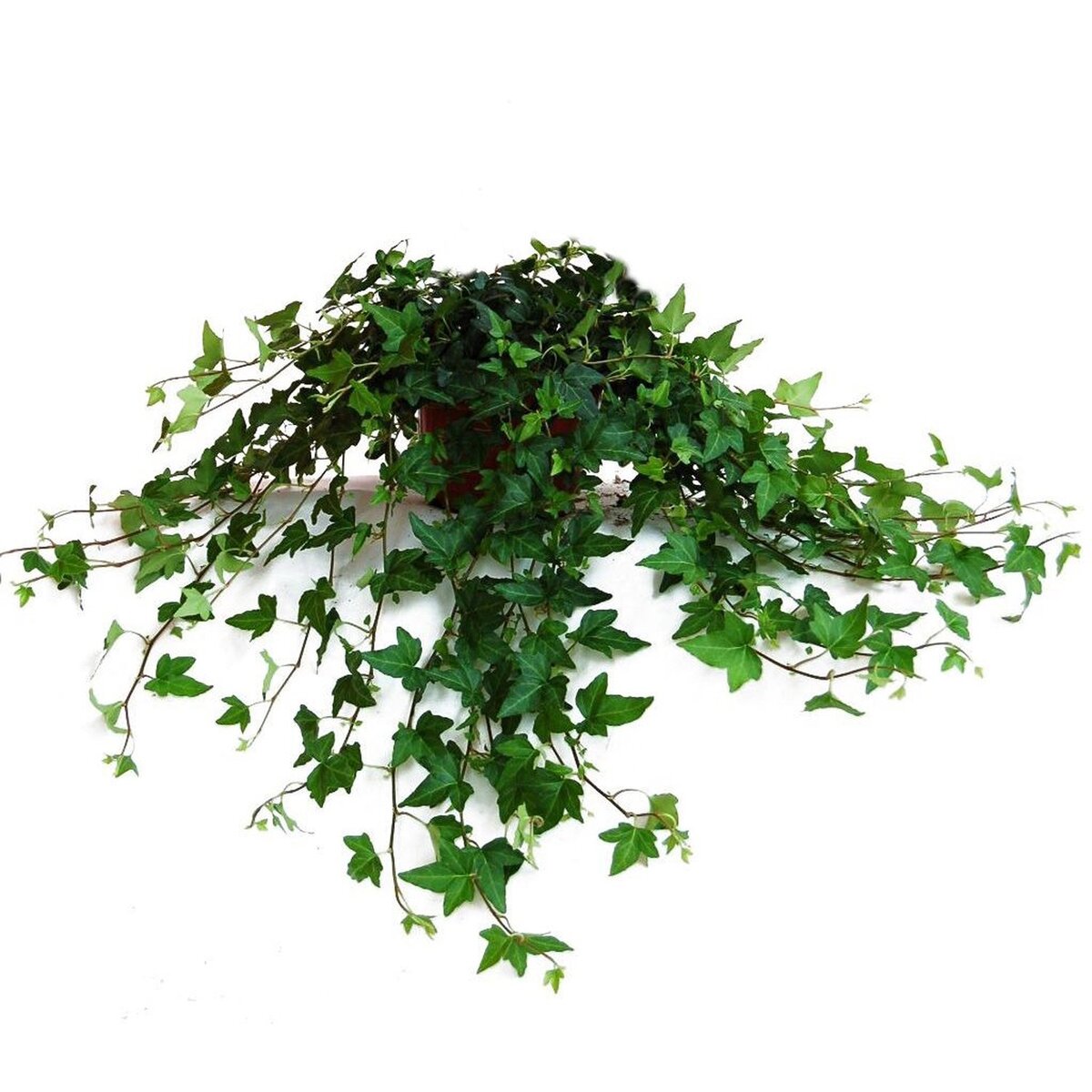 A. Веточка чабреца. Плющ тимьян. Плющ тимьян. Плющ тимьян.