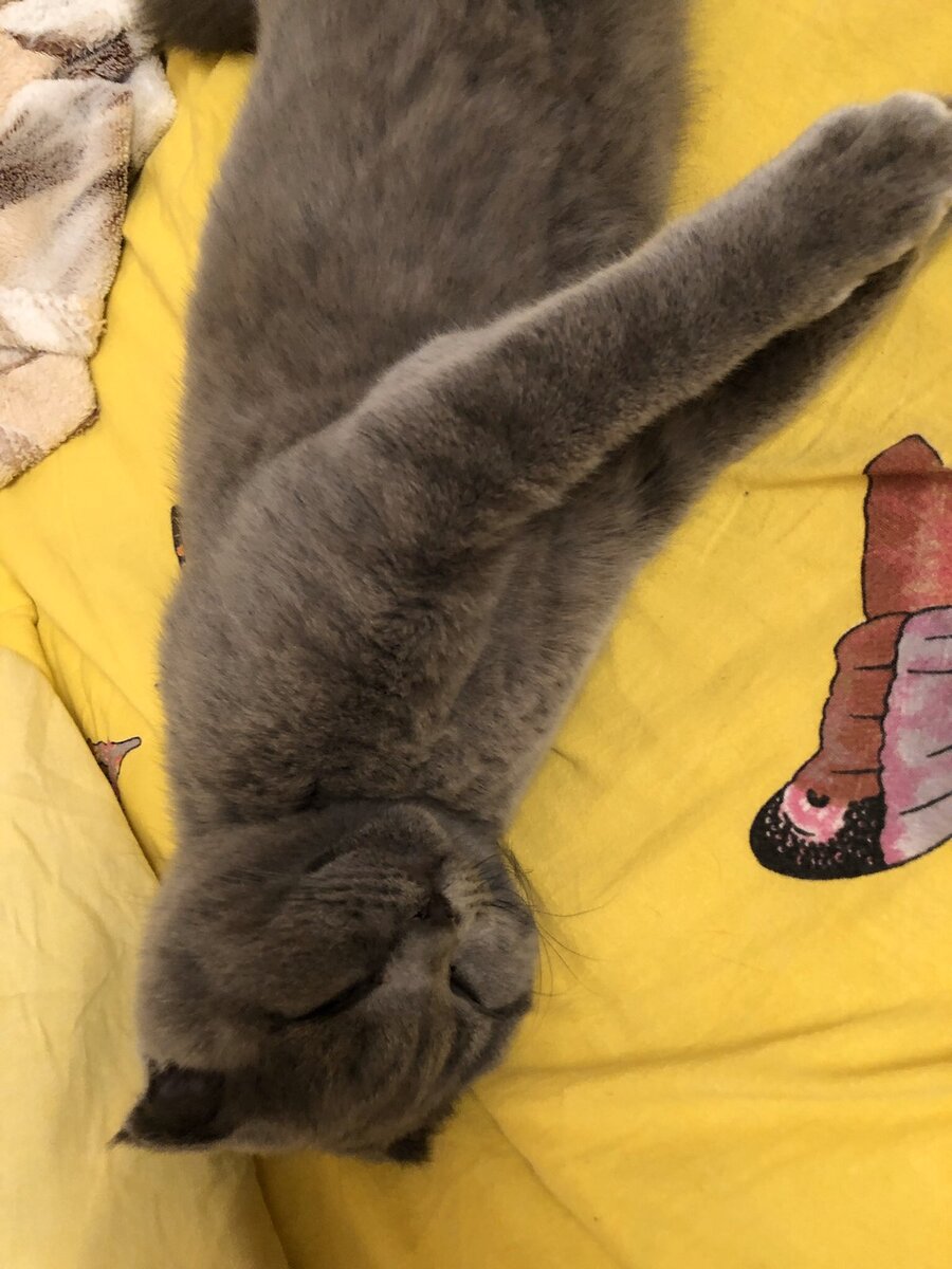 Кошачьи потягушеньки. Кот Космос