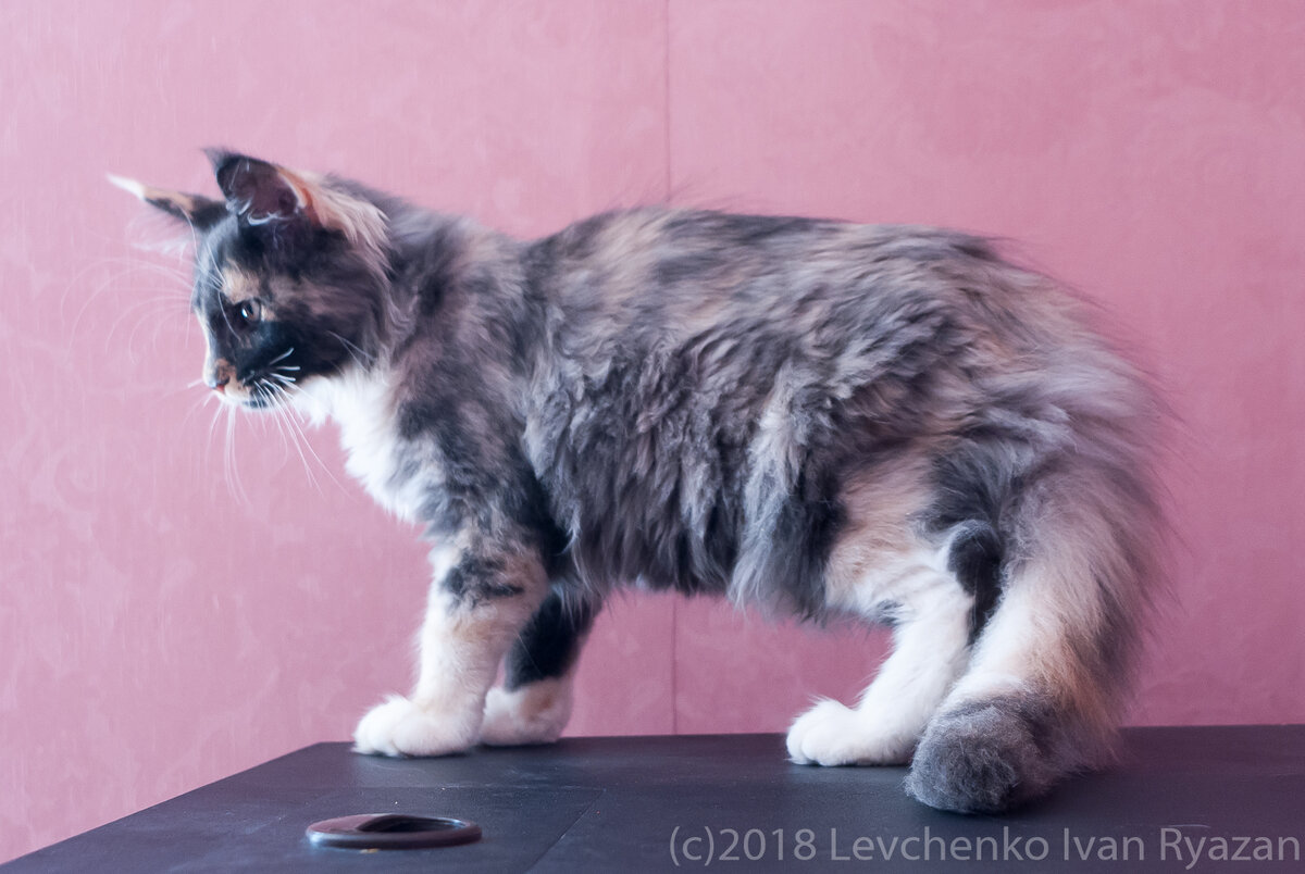 Мейн кун Ева "бояка"