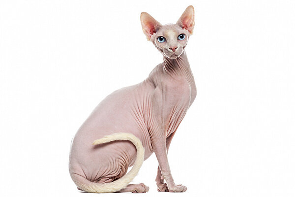 Канадский сфинкс 