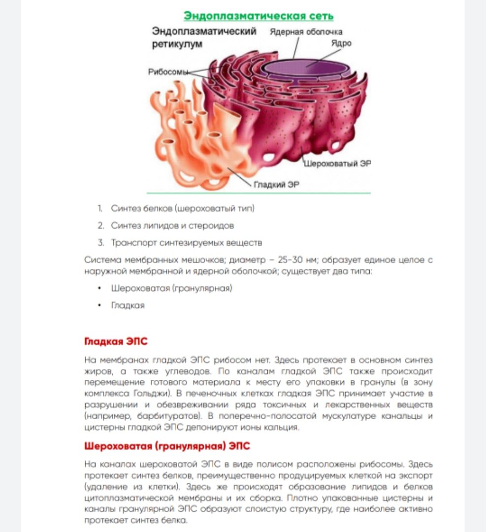 🔍Клетка. Органоиды клетки🔍 | Biology.live | Дзен