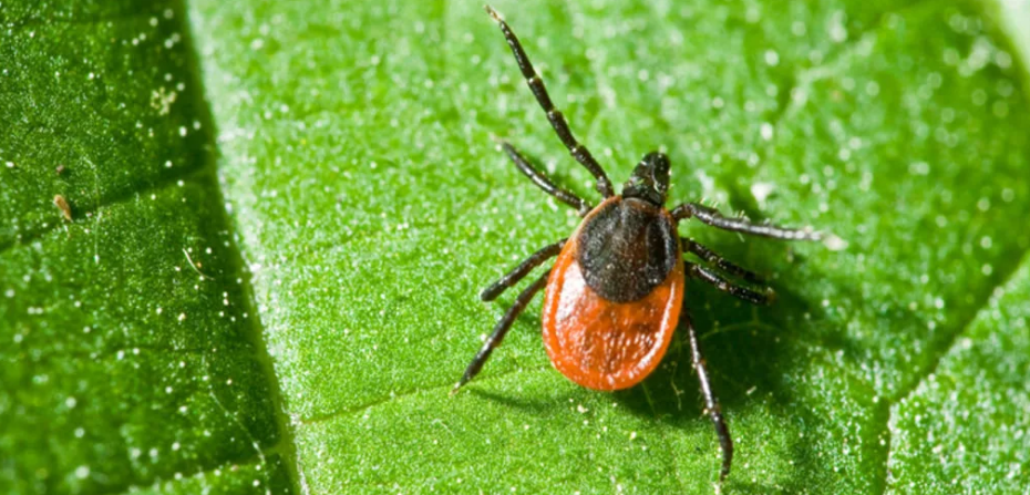 вот так выглядят клещи (фото из бесплатного доступа)