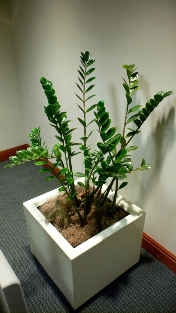 Zamioculcas zamiifolia