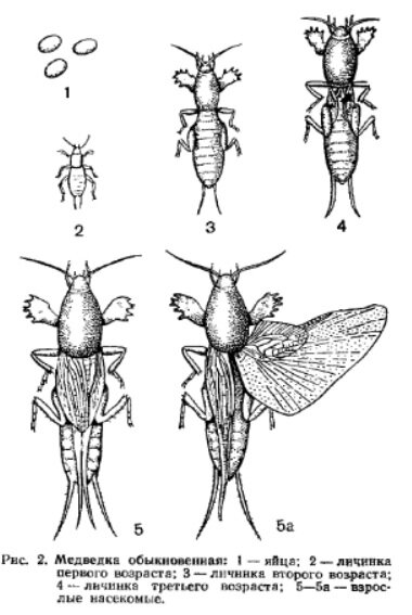 Медведка обыкновенная тип развития. Медведка насекомое стадии развития. Медведка обыкновенная стадии развития. Строение медведки схема. Тип окраски медведки.