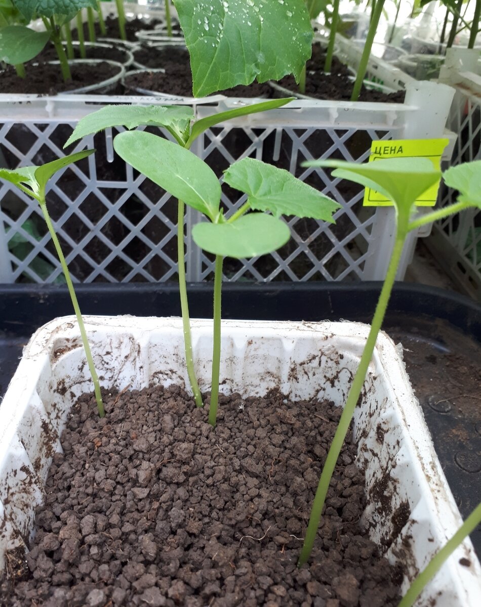 Фото до пикировки.