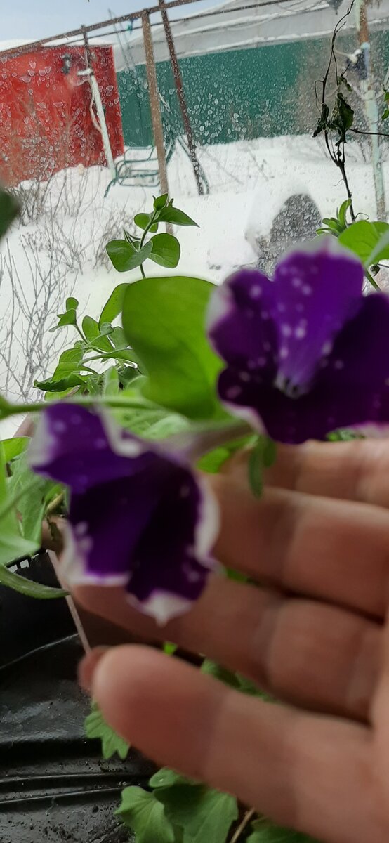 Я ее не стала мучиться укоренять,просто оборвала черенки и цветы.