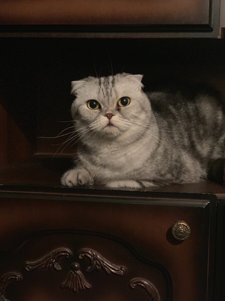 Моя красотка