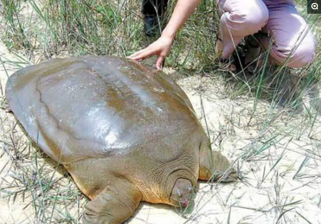 Мягкотелые черепахи: Жизнь без панциря превратила этих рептилий в машины  для убийств | Книга животных | Дзен