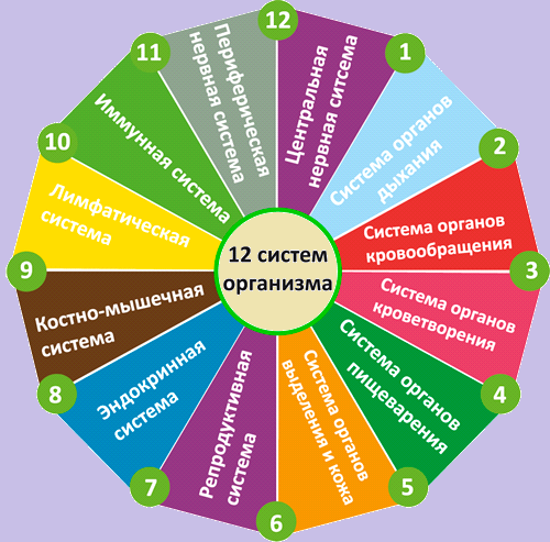 12 анатомо-функциональных систем организма человека