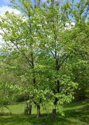 Береза Шмидта