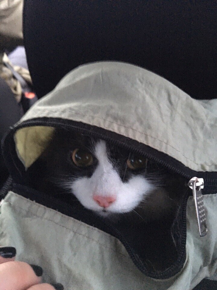 Хозяйка, куда путь держим???!!!