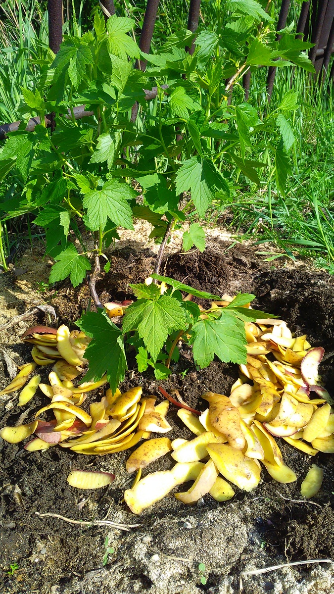 Распределяем очистки вокруг кустика