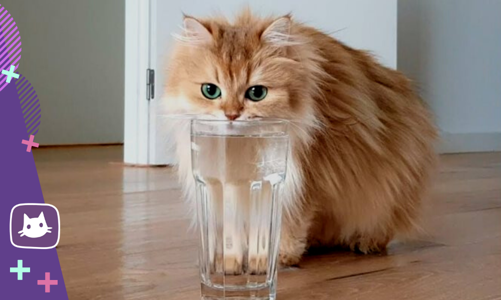 🐱Как научить кошку пить больше воды | Нос, хвост, лапы | Дзен