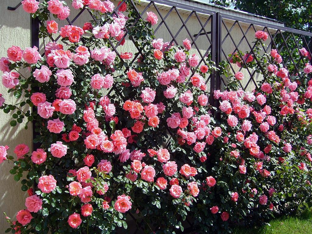 Плетистые розы. Два метода выращивания и обрезки