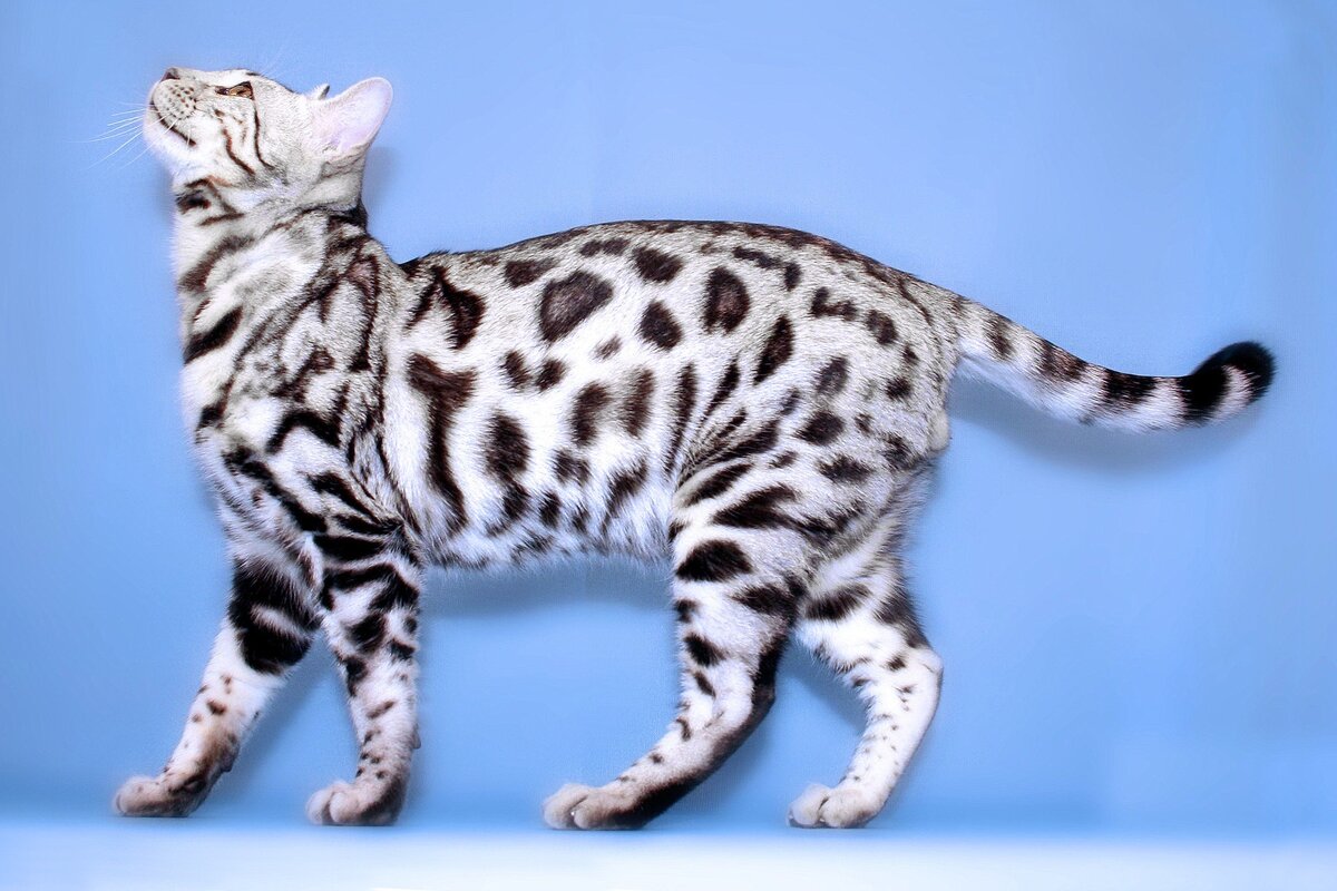 Снежный окрас