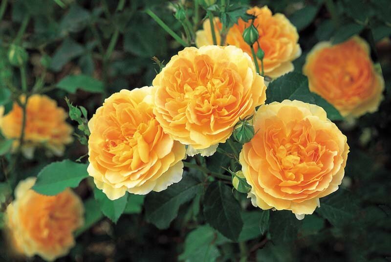 Пионовидные розы Дэвида Остина, зимостойкие и прекрасные! Продолжение. |  Растения от Катерины | Дзен