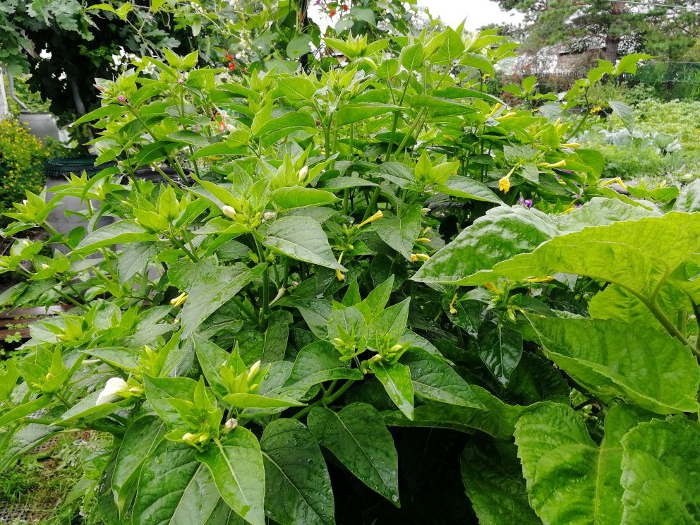 Кусты мирабилиса