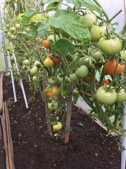 фото автора. До окучивания и сбора