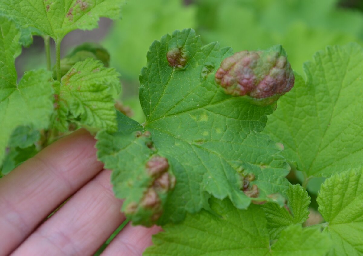 Вредители смородины.