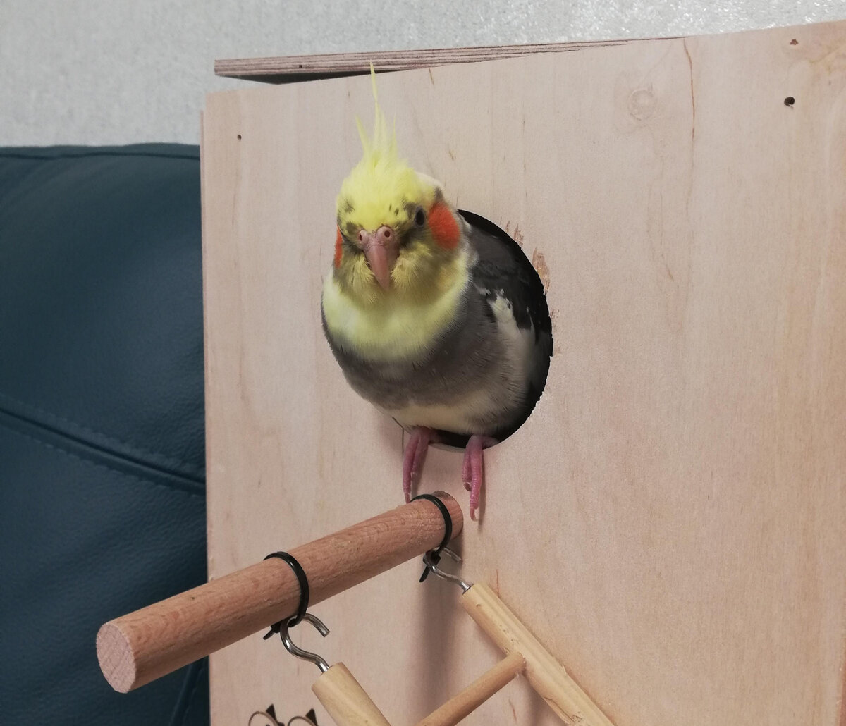 Пикси на страже домика. Фото автора.