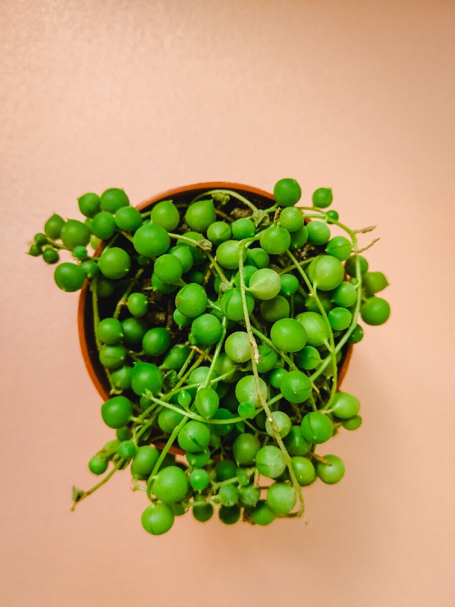 Пока меня не радует заработок, я радуюсь растениям.