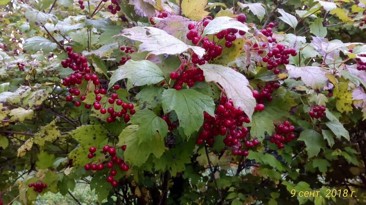 Калина. Осень. Малиновка Томский район Томская область