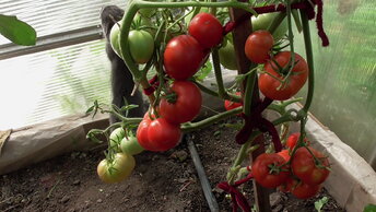 Массовый сбор томатов в июне. Посмотрите, какие сорта поспели в теплице в начале лета.
