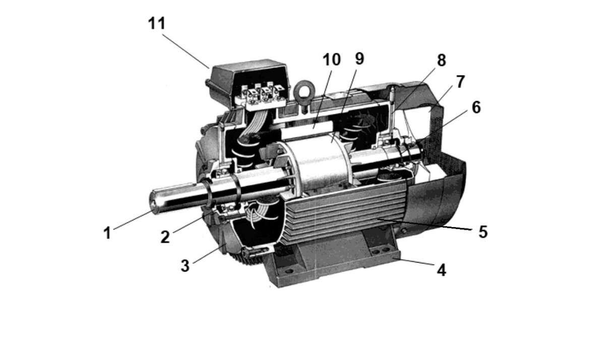 Трехфазный электрический двигатель. Асинхронный электродвигатель с короткозамкнутым ротором в разрезе. Трехфазный асинхронный двигатель с короткозамкнутым ротором. Ротор асинхронного двигателя в разрезе. Асинхронный короткозамкнутый электродвигатель.