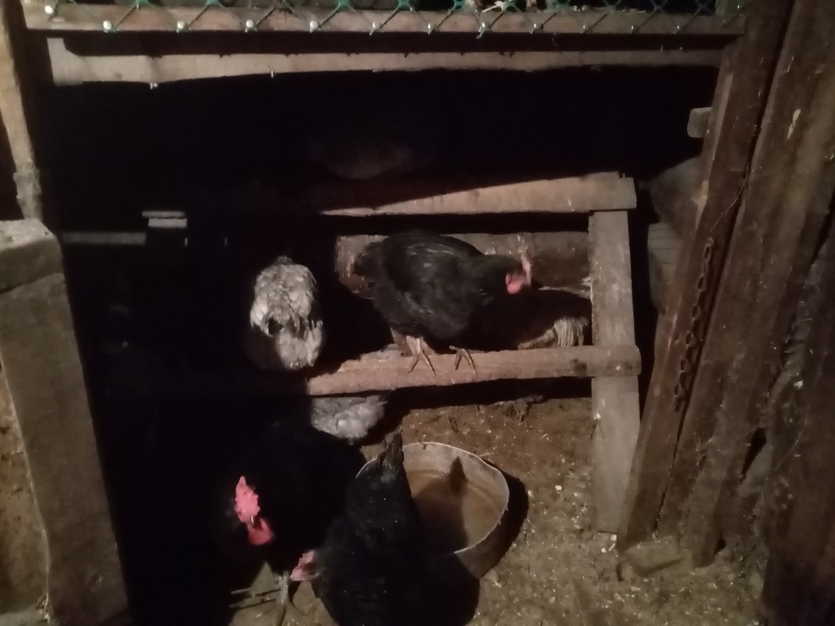 Здесь у нас обосновались старые куры. Фото автора.