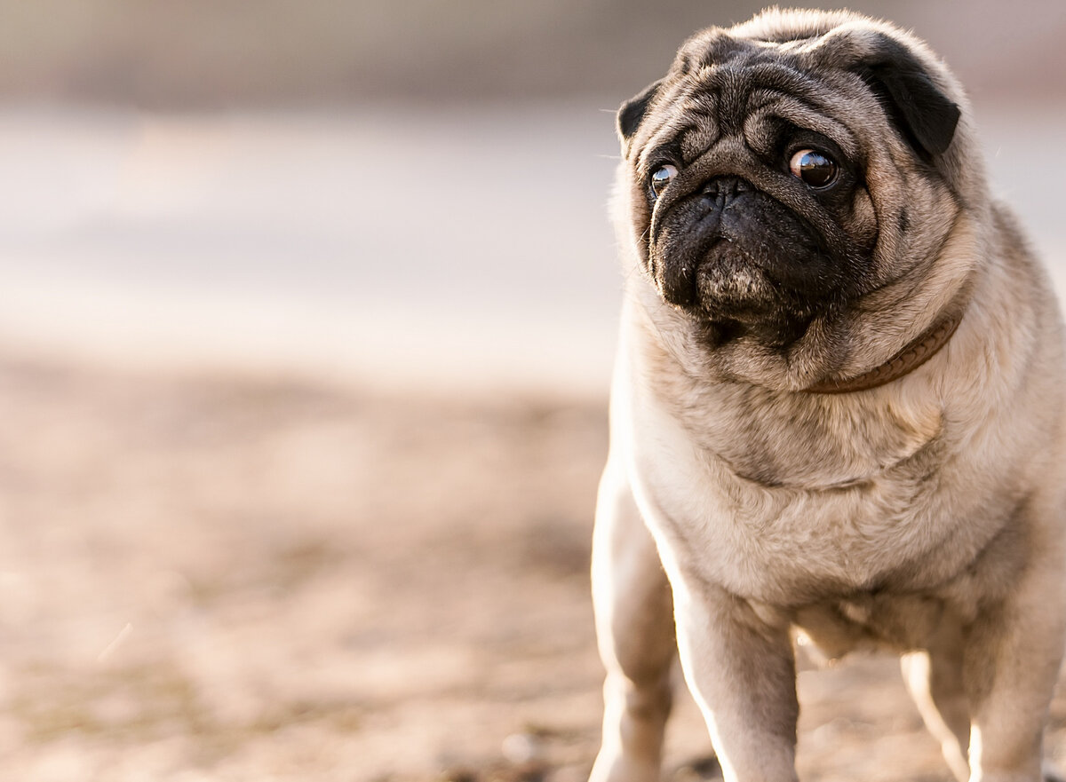 Точно еды нет? А если найду? 