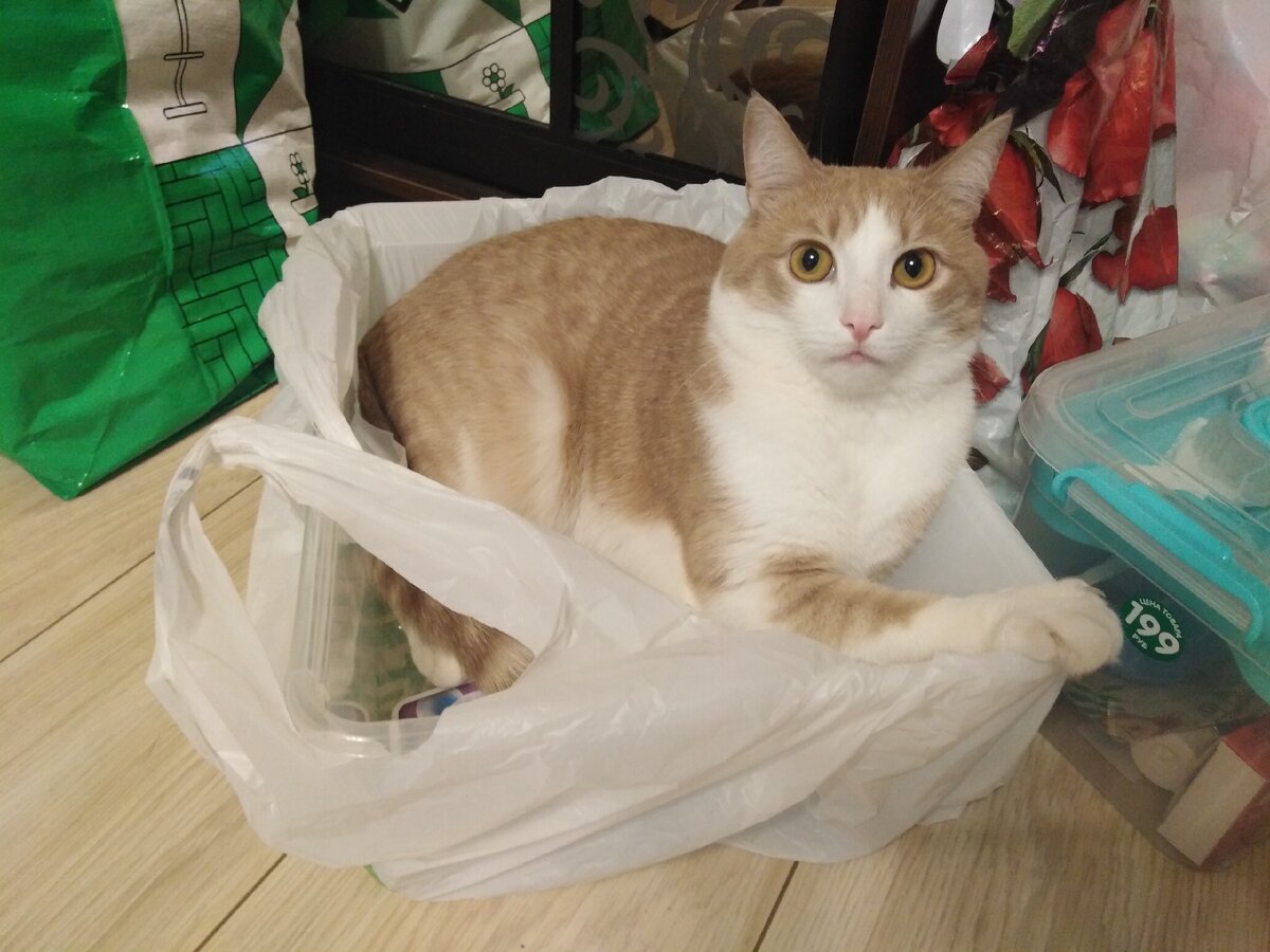 Персик не хотел нас отпускать