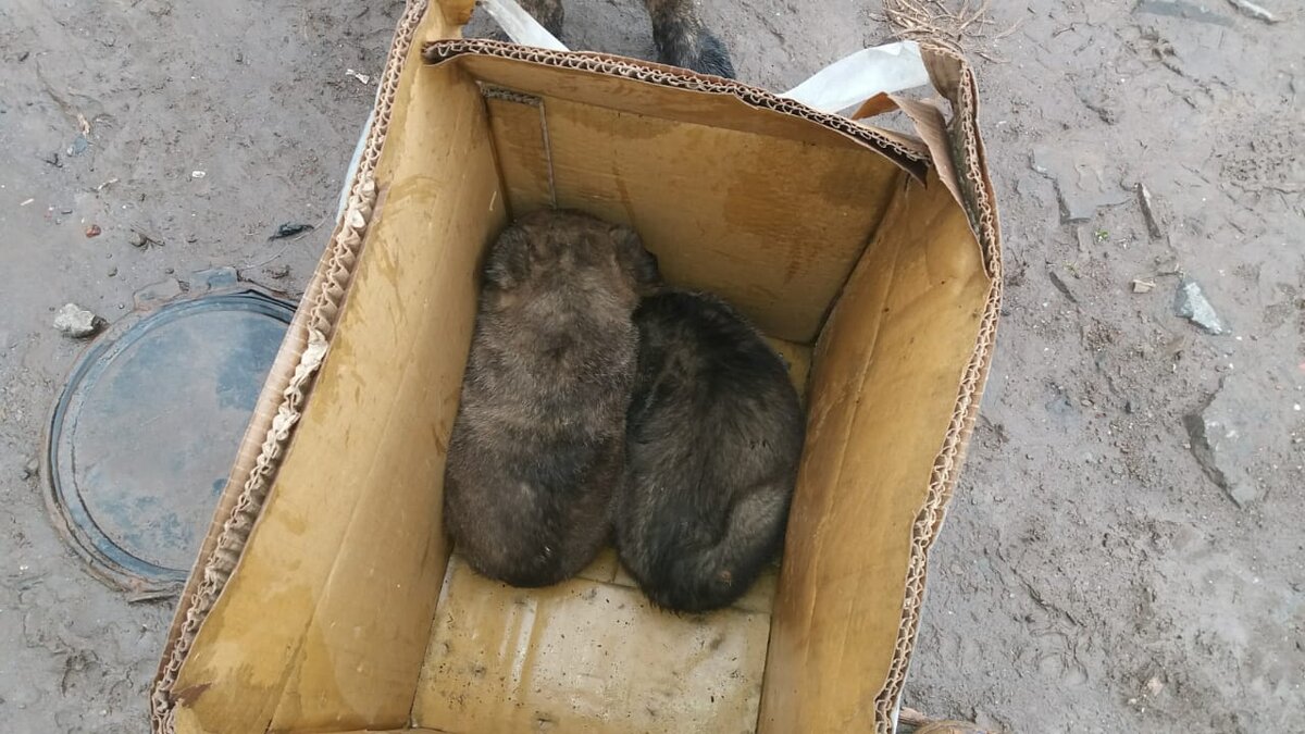 Эти малыши появились в приюте в октябре. Мама куда-то ушла, поэтому они самостоятельно пошли добывать еду, угодив в канаву