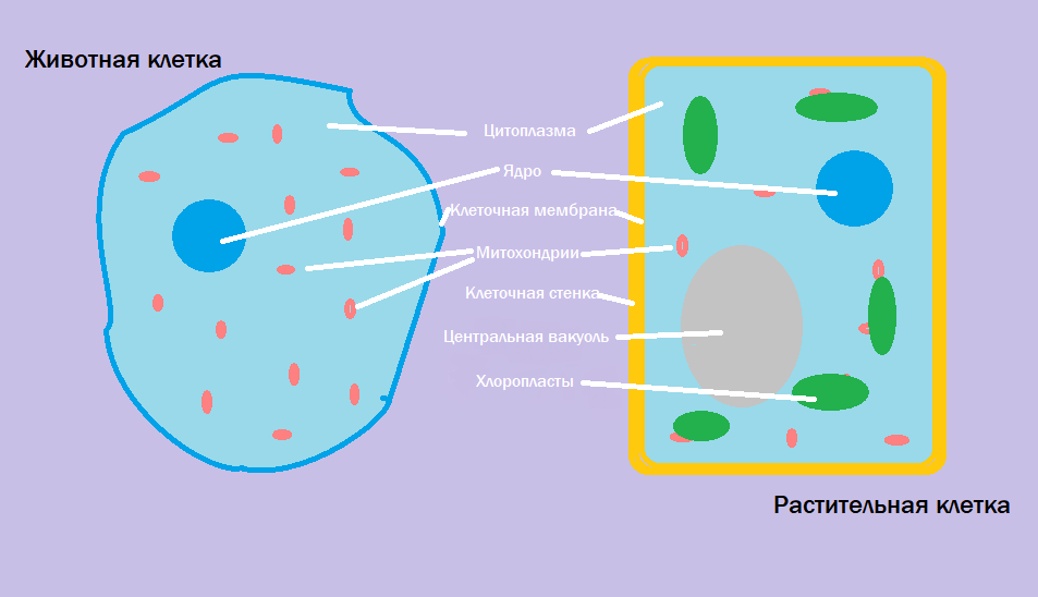 Условное строение животной и растительной клеток.