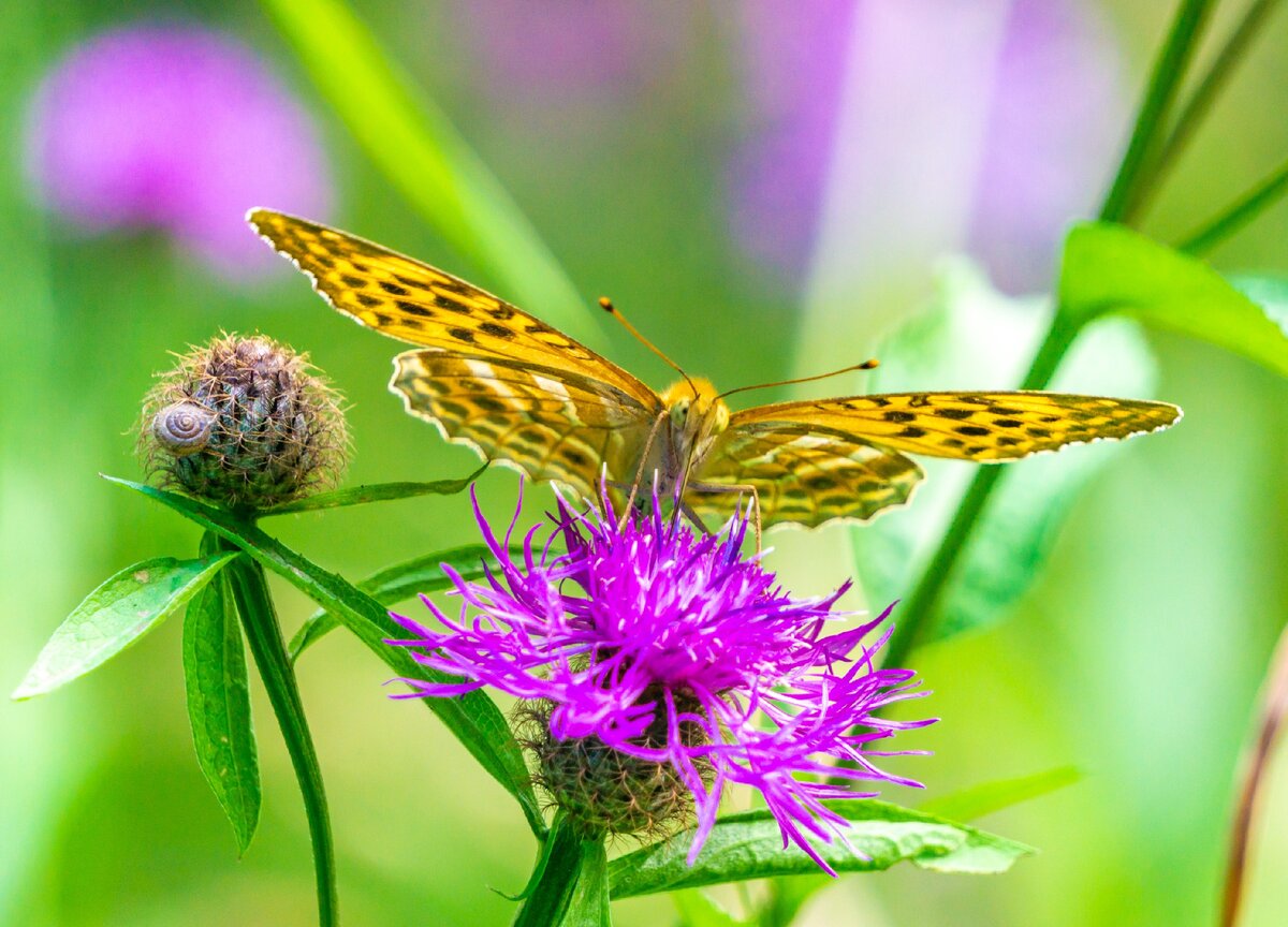 авторское фото