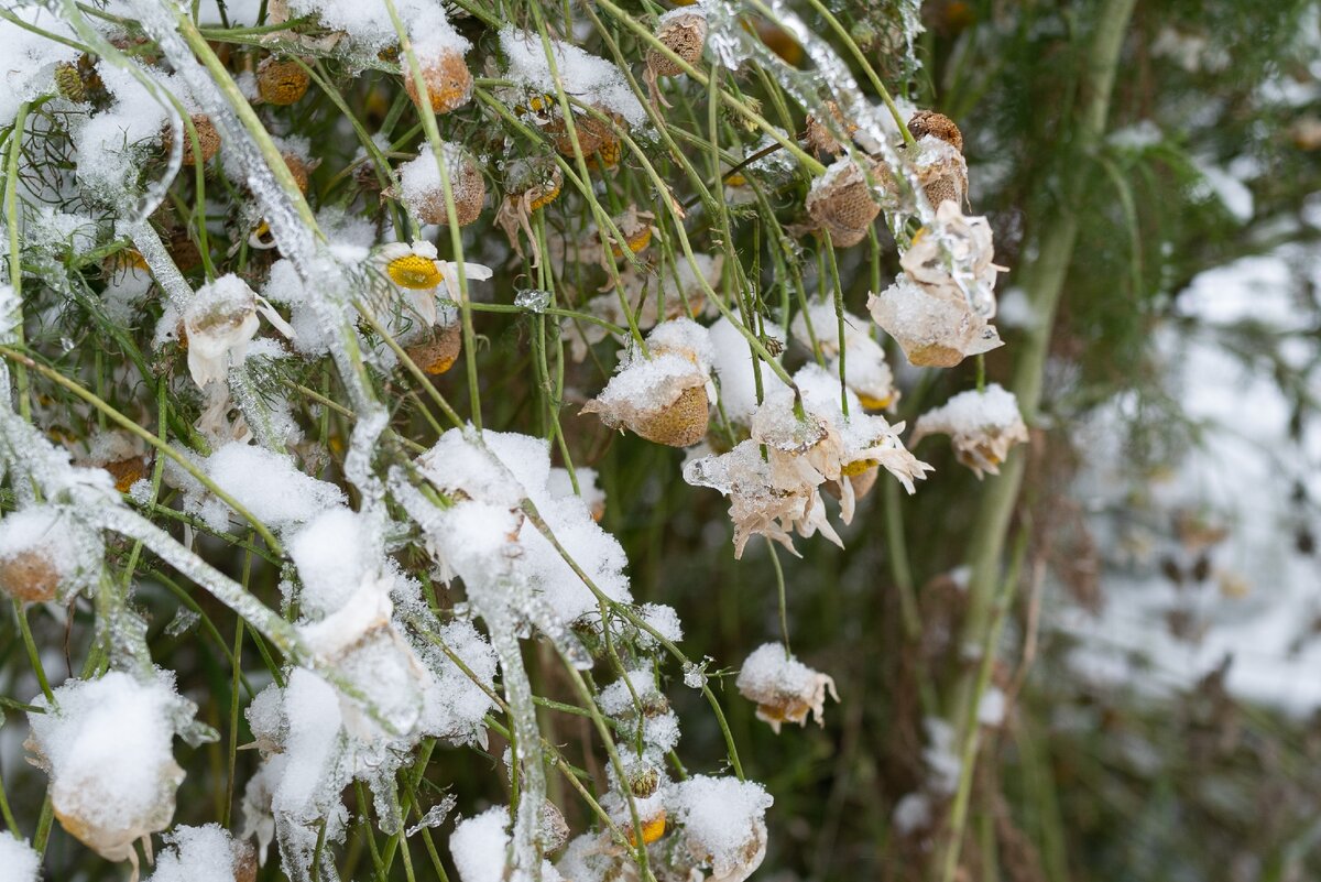 Кадр с камеры откадрирован во время съемки 75 мм