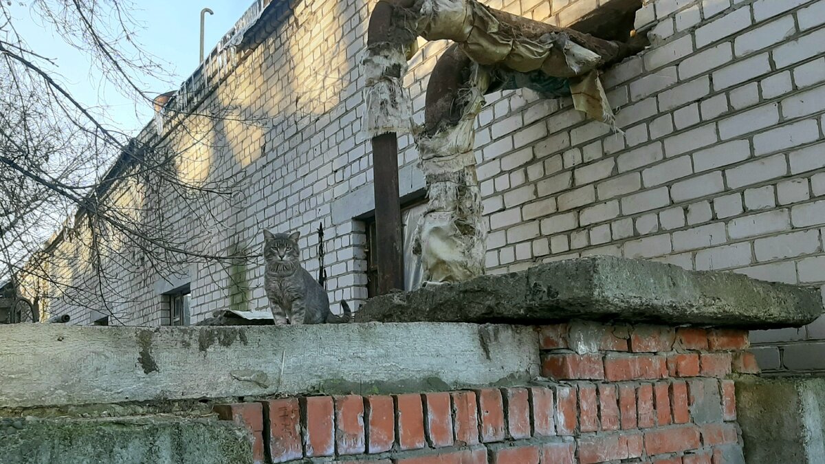 У труб отопления тепло даже зимой