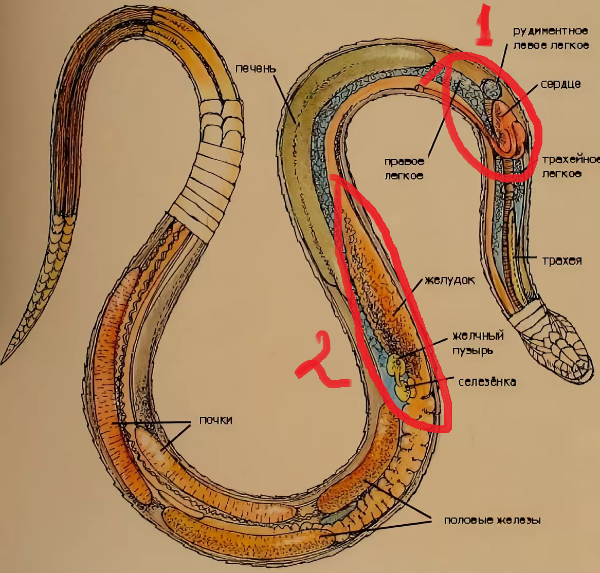 Сердце змея сундук. Анатомия змей. Сердце змеи. Анатомия змеи самки.