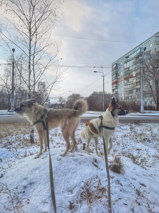 На прогулке. 