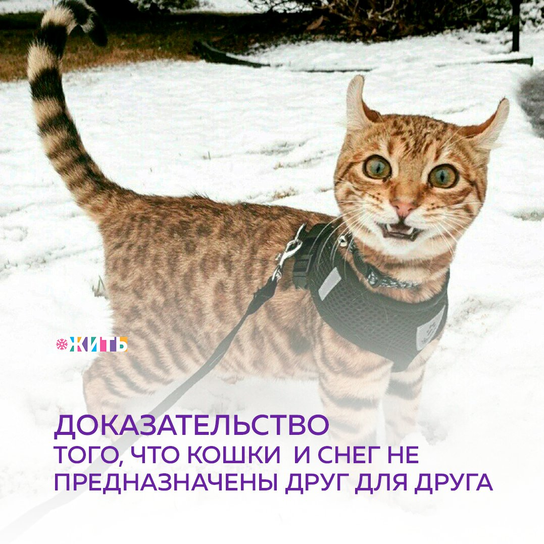 Сегодня мы поздравляем вас с самым холодным праздником в году - Всемирным Днем Снега☃ 
Сколько интересных моментов дарит нам это чудо природы. С ним связано много самых радостных и ярких воспоминаний🤩

Именно в этот день мы хотели бы показать Вам несколько самых смешных фото, демонстрирующих, насколько сильно животные, а именно кошки, не любят снег😺

А Вы любите снег или Вам больше по душе теплое время года?

#жить #проектжить
