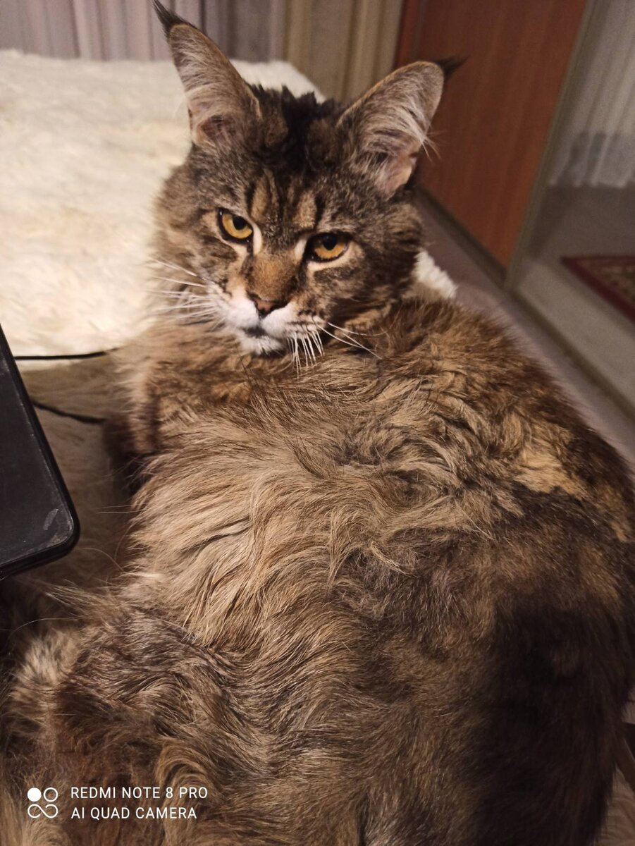 Мой кот Кузя