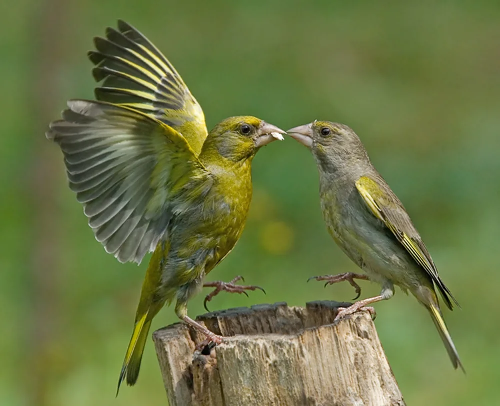 Зеленуха птица фото самка и самец