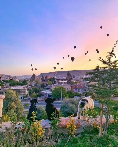 Даже животные любуются воздушными шарами в Каппадокии