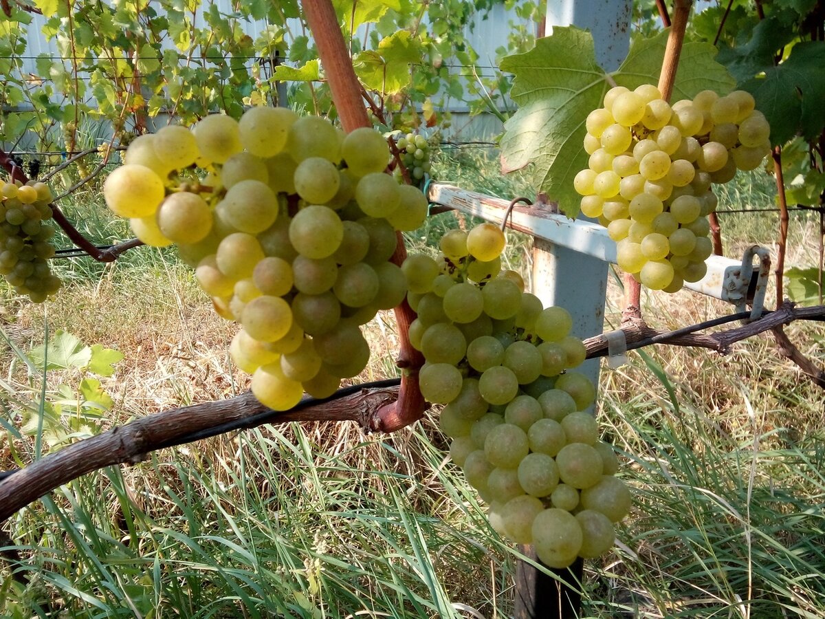 Сорт винограда Олег (Диамант) – советы по посадке и уходу за сортом