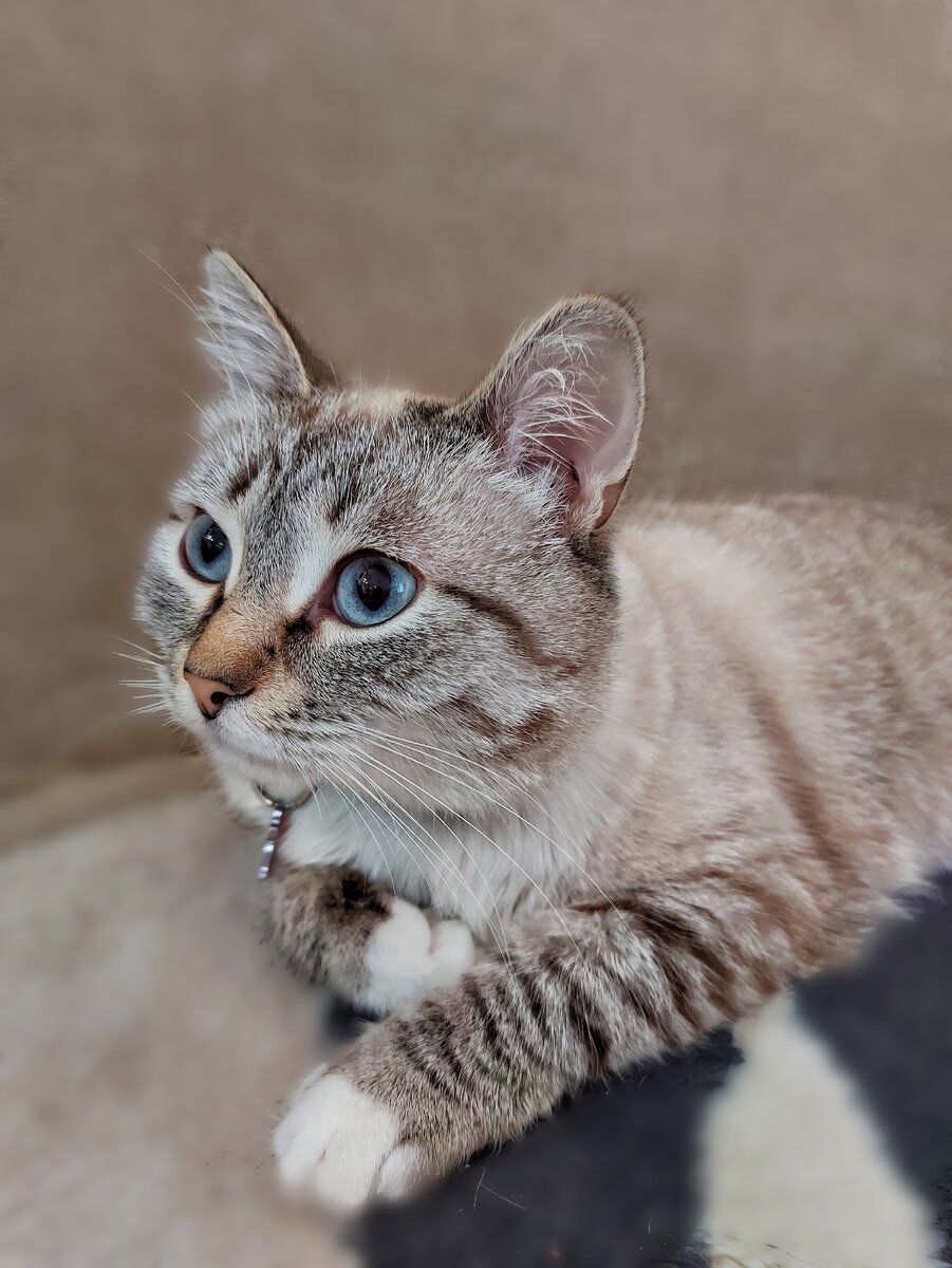 Лада - необыкновенная красавица