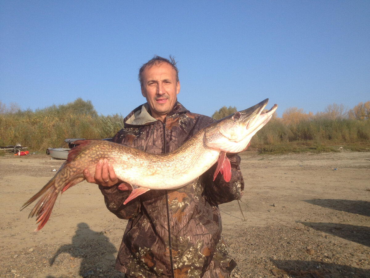 Щука с Оби 11300г