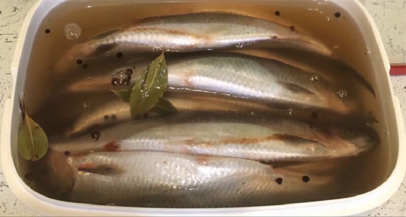 Малосольная сельдь по особенному рецепту – очень вкусно 